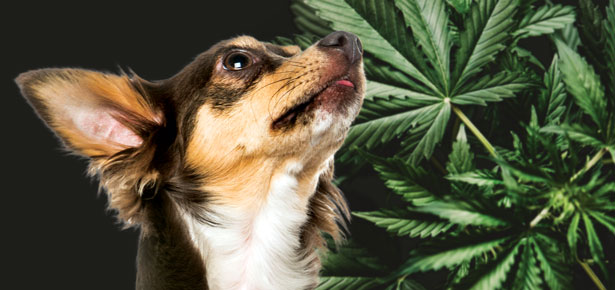 best cbd oil for dogs
